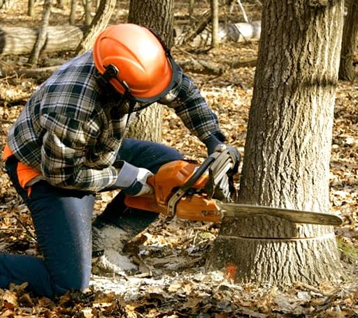 Tree Removal in Bedford, WY